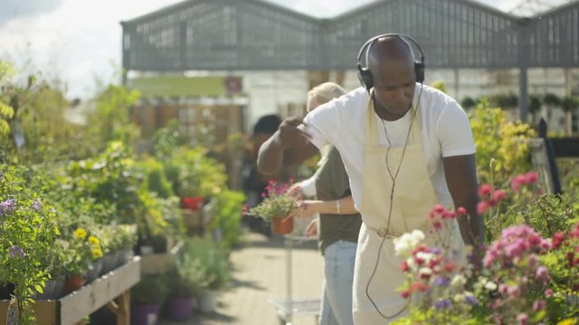  Worker in plant nursery listening to music & dancing while customers shop