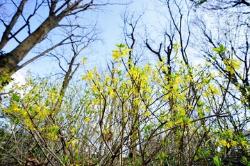 レンギョウの花
