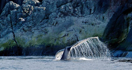 Crédence de cuisine en plexiglas Canada Humpback Whale and Gull, Quirpon Island, Newfoundland, Canada