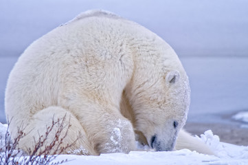 Obraz na płótnie Canvas Polar Bear Sleeping in Snow, Churchill, Manitoba, Canada