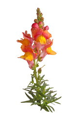 Stem with yellow, orange and pink snapdragon flowers isolated on white