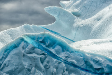 Iceberg with Gull, Newfoundland, Canada