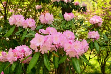 上津江シャクナゲ園