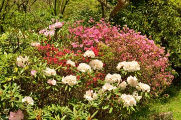 上津江シャクナゲ園