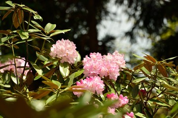 上津江シャクナゲ園