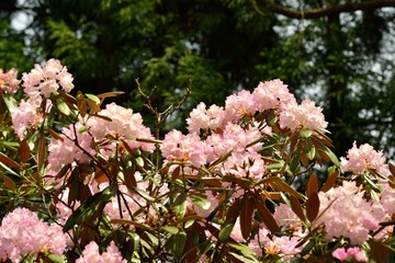 上津江シャクナゲ園