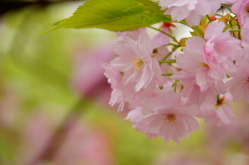 The cherry tree which blooms in the Mint Bureau