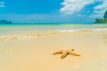 Starfish on the beach on a sunny day