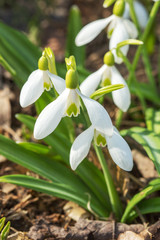 Fototapeta premium Snowdrop in the forest