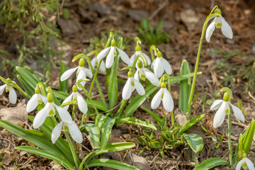 Snowdrop in the forest