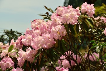 上津江シャクナゲ園