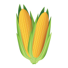 Corn. Two whole corn cobs. Vector illustration.