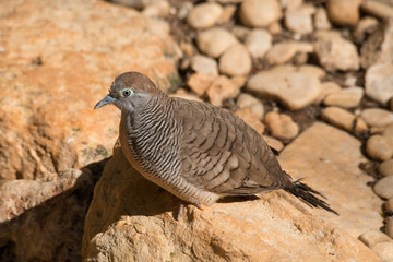 Zebra Dove
