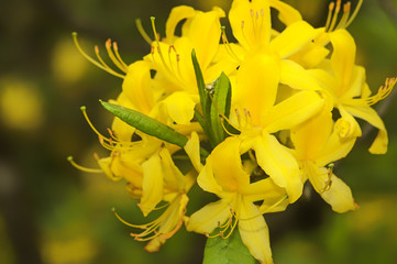 Yellow rhododendron's flower 
