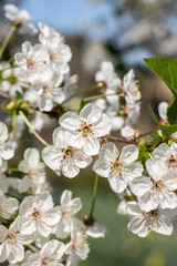 White cherry tree with blossom flowers