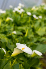 White calla flower with flowers in the background in greenhouse