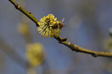 Bees are all in the dust of flowers