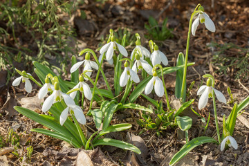 Snowdrop in the forest