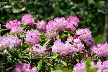 長安寺のシャクナゲ