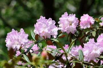 長安寺のシャクナゲ