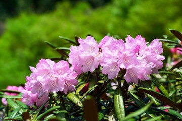 長安寺のシャクナゲ