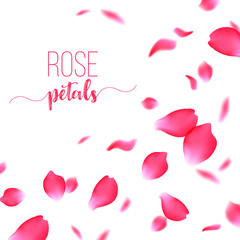 Rose red petals falling on a white background