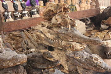 Crocodile, Voodoo paraphernalia, Akodessawa Fetish Market, Lomé, Togo / This market is located in Lomé, the capital of Togo in West Africa and is is largest voodoo market in the world. 