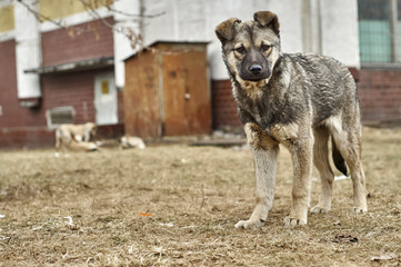 Funny stray mongrel puppy looking at the camera