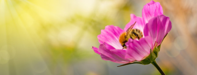 Bee on Cosmea flowers.