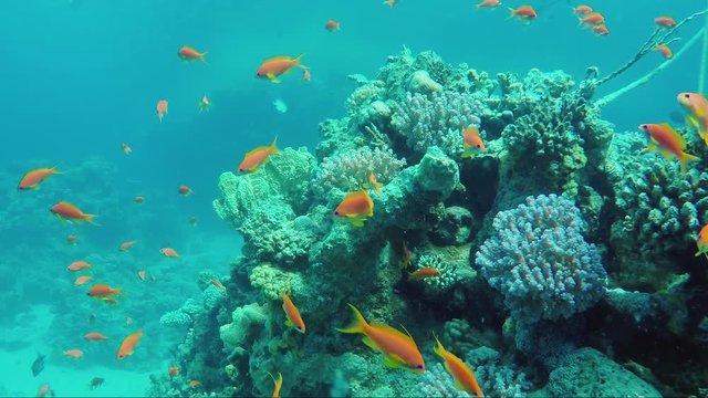 Wild underwater world with corals and colorful exotic fish. Red Sea in Sharm El Sheikh area
