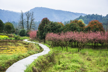 Countryside road in spring