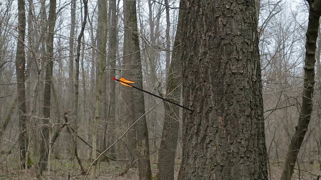 Man firing arrow into tree in forest