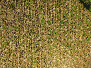 Champ de banane sur une ile de la caraïbe