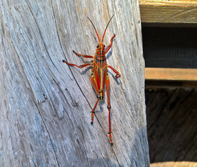 Detail Large grasshopper crawling up the wooden log on a sunny day