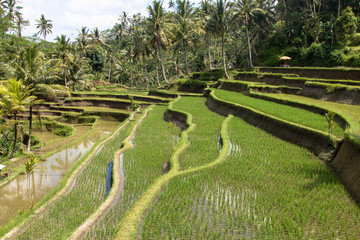Junge Reispflanzen, Bali
