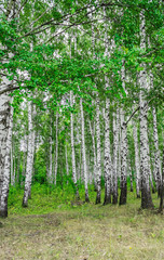 Fototapeta premium green birch grove