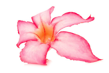 Fototapeta na wymiar flower desert rose ro pink bigononia isolated on white background