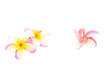 Fototapeta premium frangipani. plumeria. temple tree. graveyard tree. flower. isolated on white background