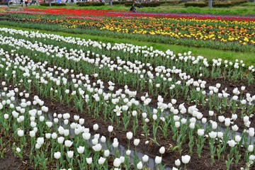 原尻の滝のチューリップ