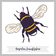 Vector bee illustration. Hand drawn ink sketch with bumblebee insect. Wild animal drawing with text and decorative frame and ribbon