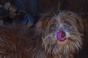 Old small shuggy mongrel dog with red tongue and brown wool licking nose.