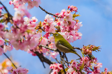 The Japanese White-eye.The background is cherry blossoms. Located in Tokyo Prefecture Japan.