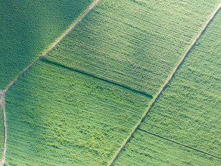 Champ de canne à sucre sur une ile de la caraïbe