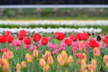 原尻の滝のチューリップ