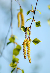 Spring branch of birch with earrings in spring sunny day. Tree branch with hanging earrings.