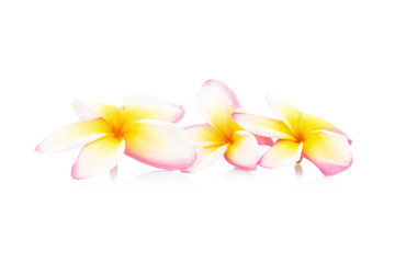 frangipani. plumeria. temple tree. graveyard tree. flower. isolated on white background