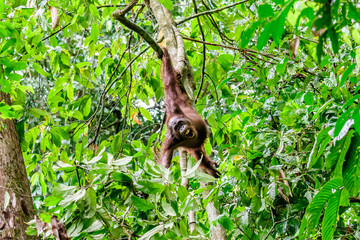 Orangutan contented swinging in the trees