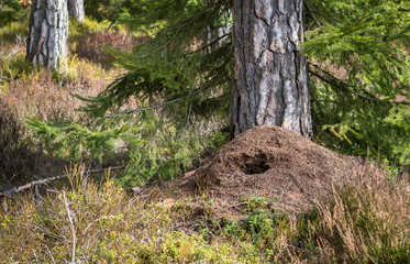 Large anthill in the pine forest in spring, destroyed by green woodpecker hunting for food in winter