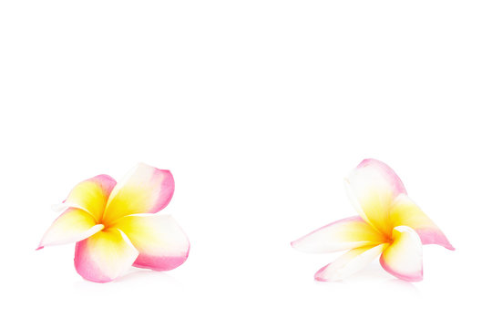 frangipani. plumeria. temple tree. graveyard tree. flower. isolated on white background