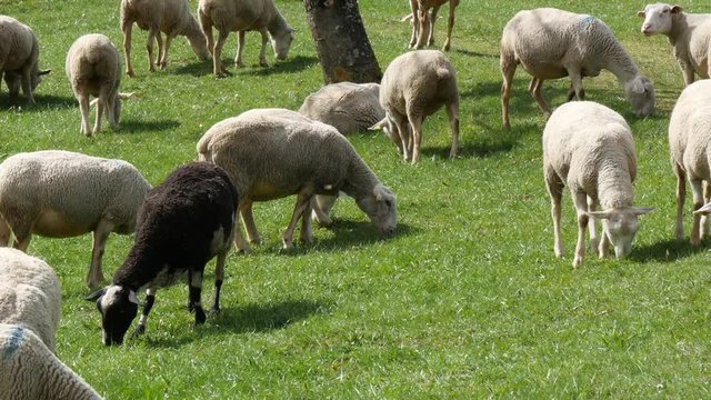 Herd of sheep grazing in the meadow, French Pyrenees